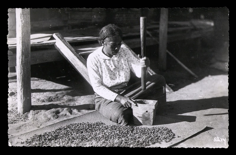 Decorticage du café au pilon - 