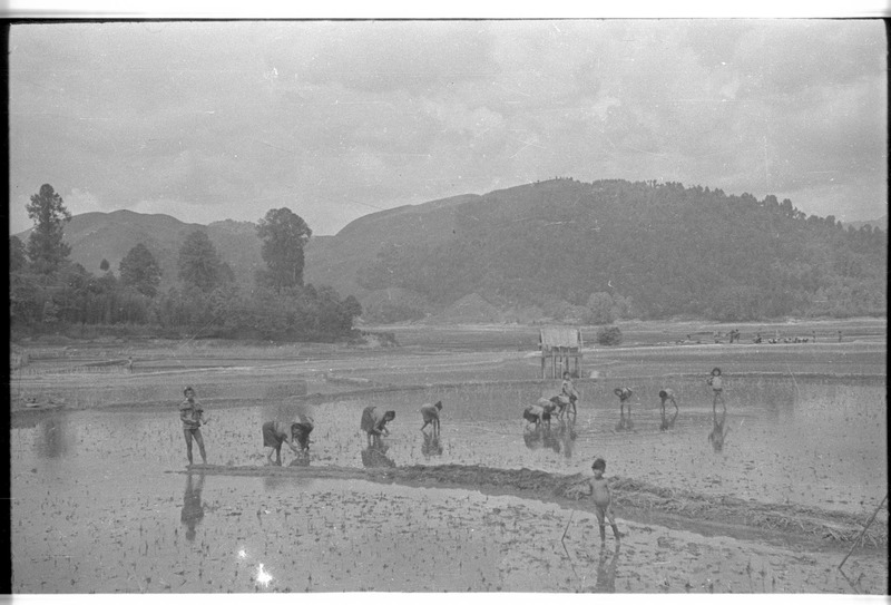 Apatanis transplanting paddy seedlings - 