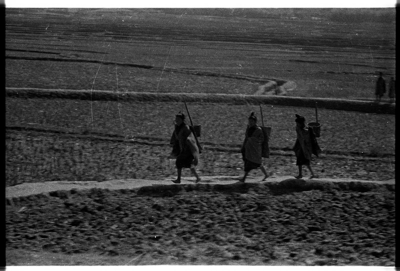 Apatanis crossing the paddy fields - 