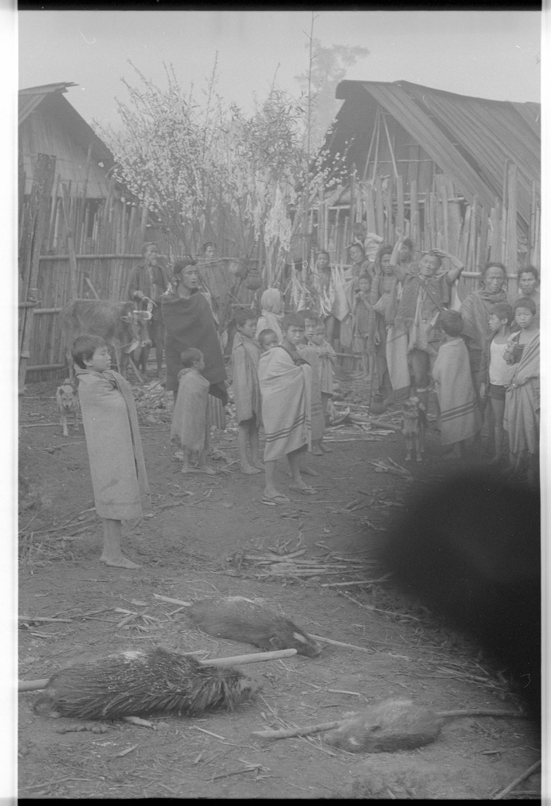 Apatani pig sacrifice - 