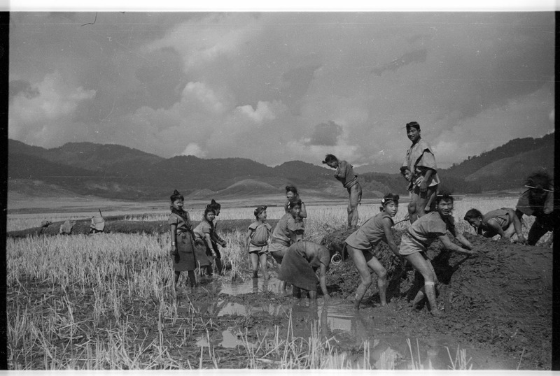 Apatanis repairing bunds in the paddy fields - 