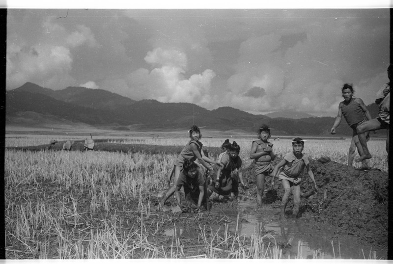 Apatanis repairing bunds in the paddy fields - 