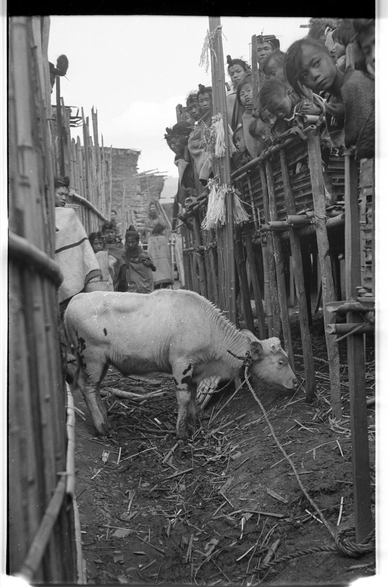 Apatani shaman and crowd at an animal sacrifice - 