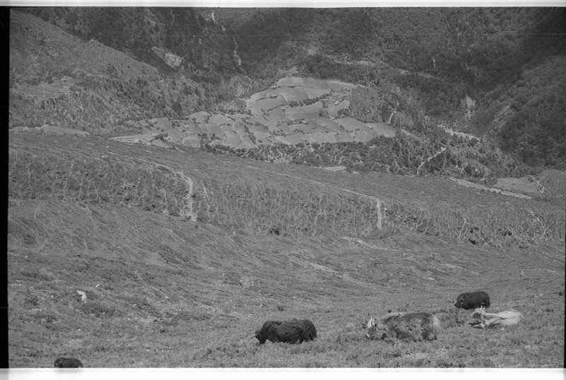 Animals grazing on a high pasture - 