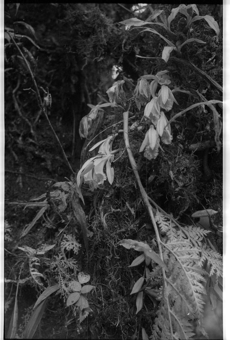 Plants in the forest - 