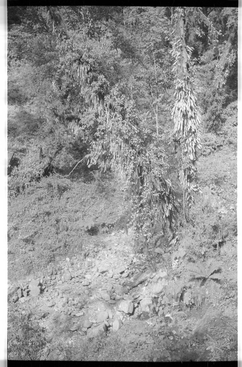 Plants in the forest - 