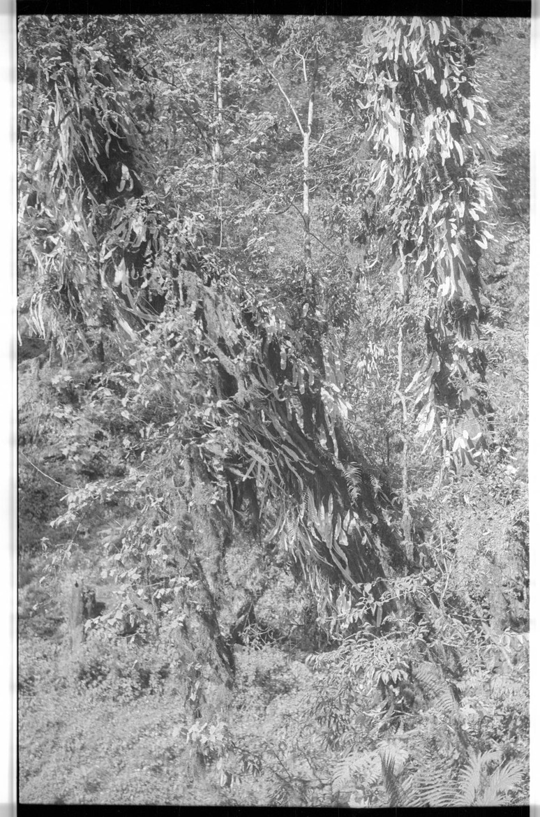 Plants in the forest - 