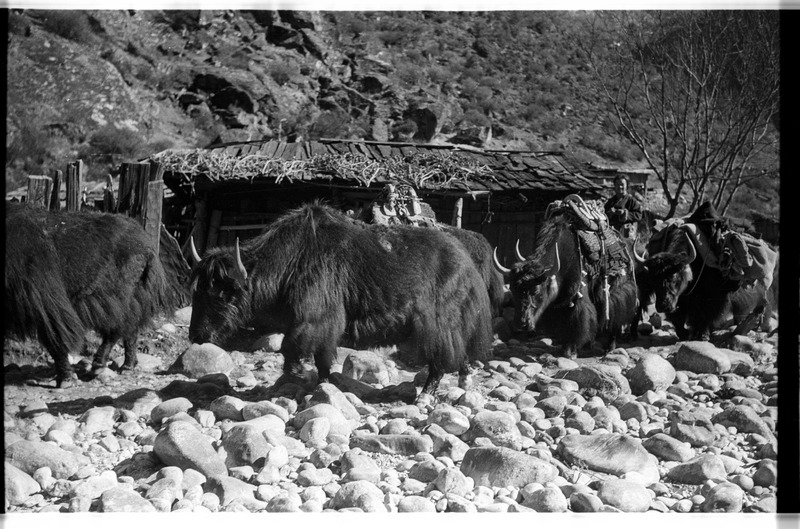 Caravan of Tibetan pack-yaks arriving - 
