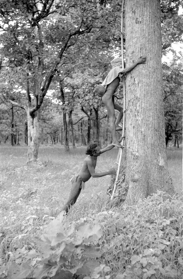 Chenchus climbing a tree for honey - 