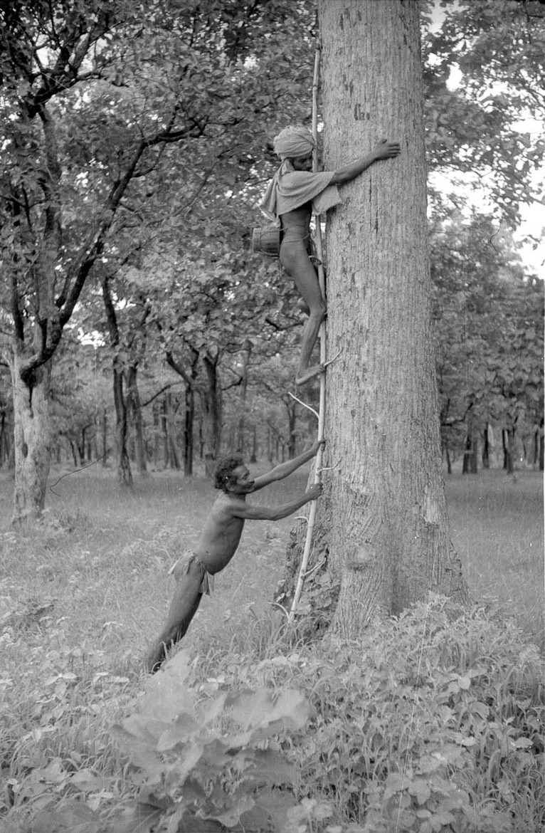 Chenchus climbing a tree for honey - 