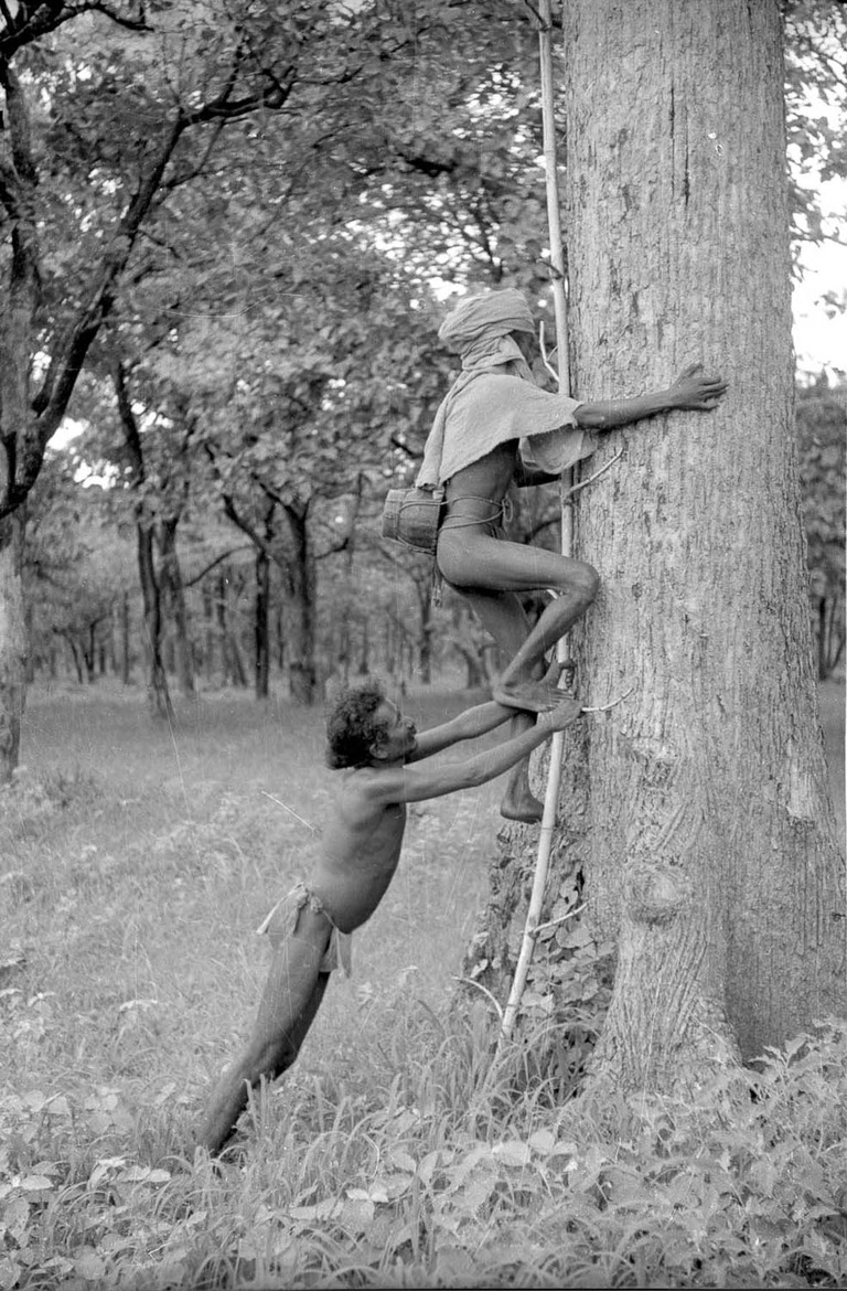 Chenchus climbing a tree for honey - 