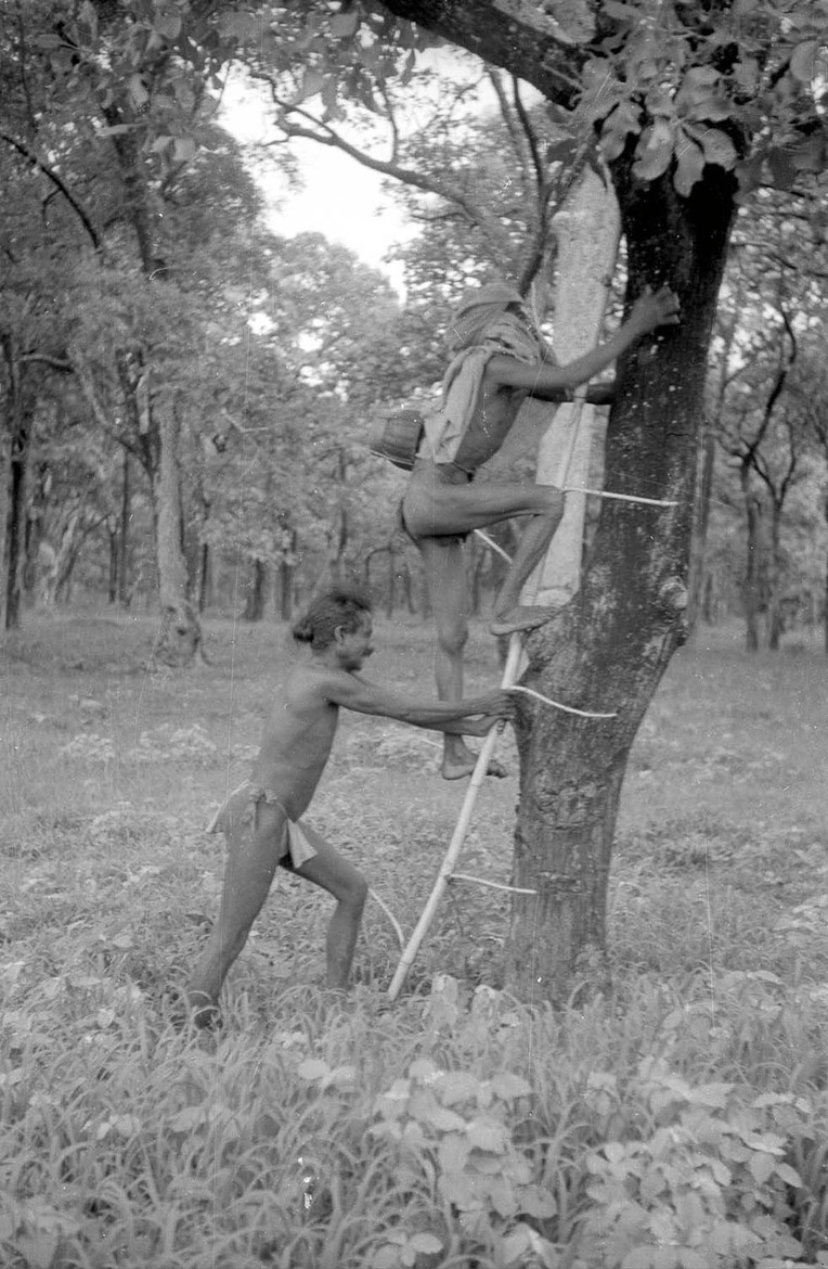 Chenchus collecting honey - 