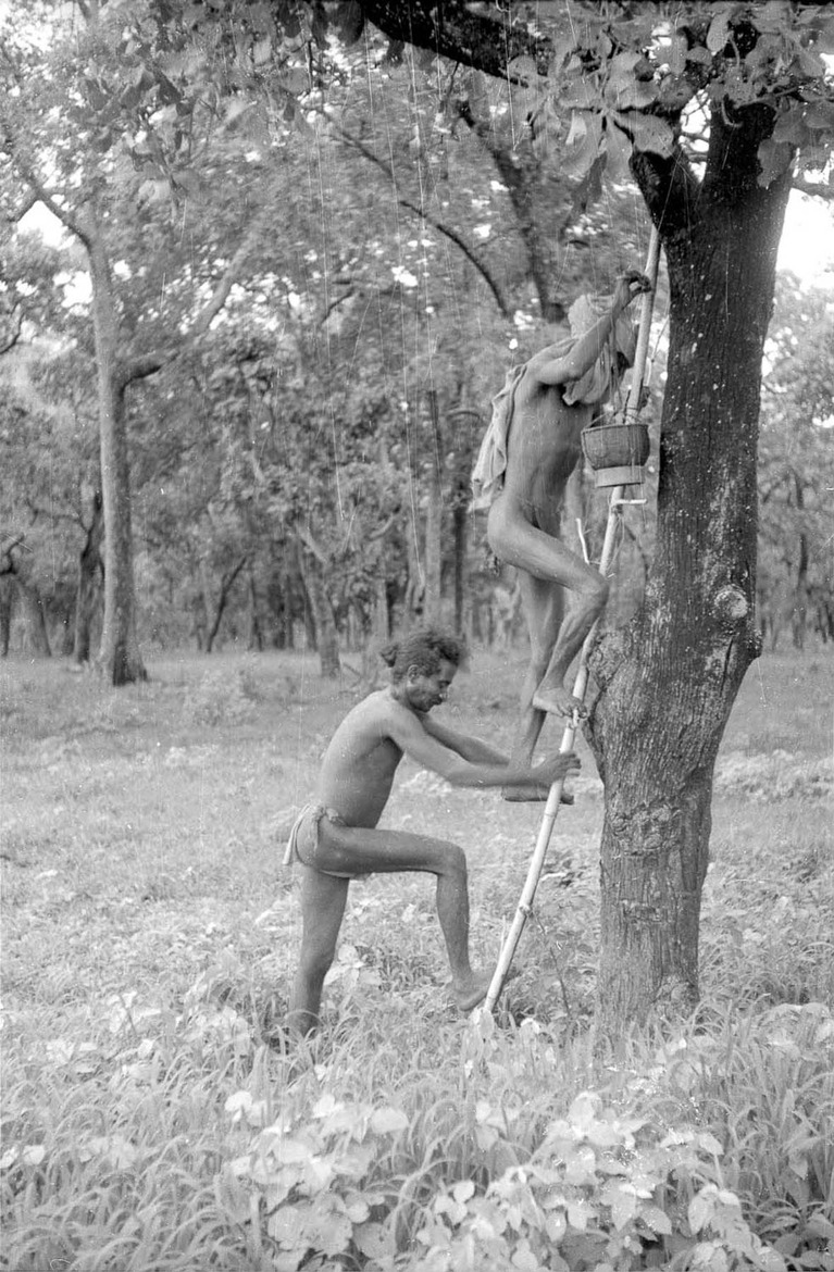 Chenchus collecting honey - 