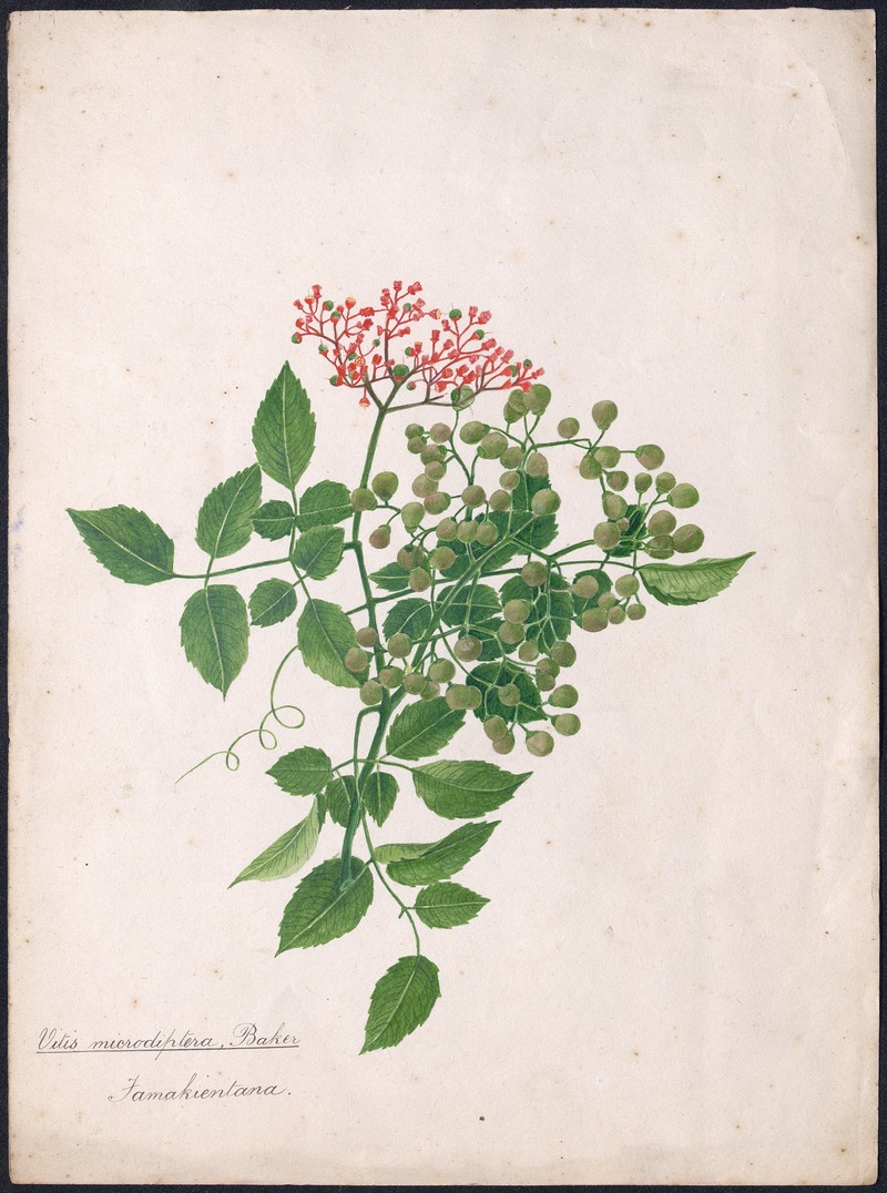 Vitis microdiptera, Baker