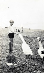Photograph, a girl feeding some geese on a beach