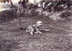 Photograph, 'Rags [a dog]'