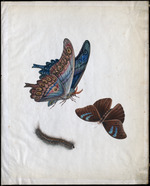 Album of Paintings of Insects