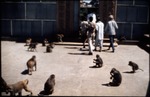 Monkeys at the entrance to Nidhi Ban
