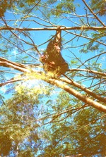 Mickey and Norris climbing tree