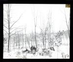 [Manchurian forest, pony sleds and drivers, circa 1913]