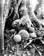 Oha luck-stones are kept at the foot of the head-tree (Image number G.014, J.P. Mills Photographic Collection)