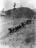 Group of people working in the fields (Image number J.014, J.P. Mills Photographic Collection)