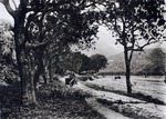 Photograph, a man carrying something along a path lined with trees by a field