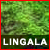Lingala Language Resources